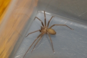 Brown Recluse Spiders
